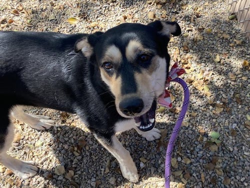 SHEISTY - Rottweiler / German Shepherd Dog available for adoption