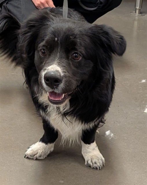 ALVIN - Cardigan Welsh Corgi available for adoption