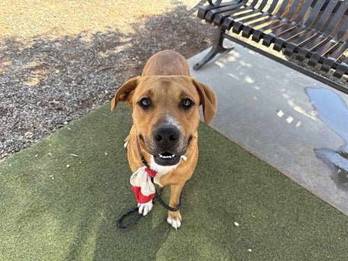 PAOLO - American Pit Bull Terrier available for adoption