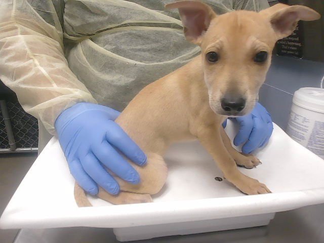 VENUS - Labrador Retriever available for adoption