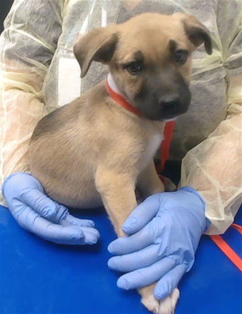 PEANUT - Black Mouth Cur available for adoption