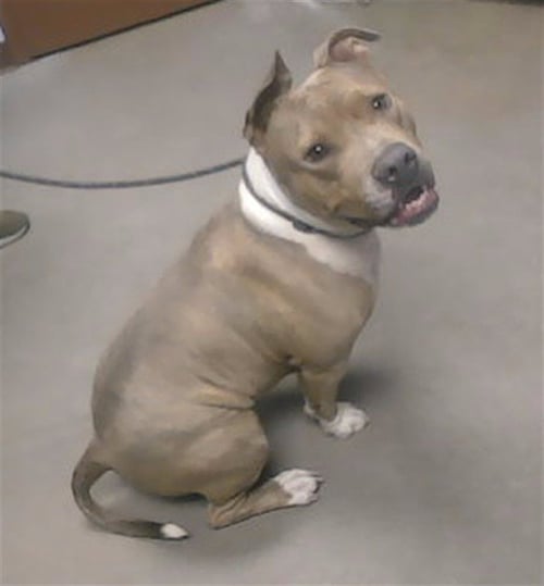 MARLEY - American Pit Bull Terrier available for adoption