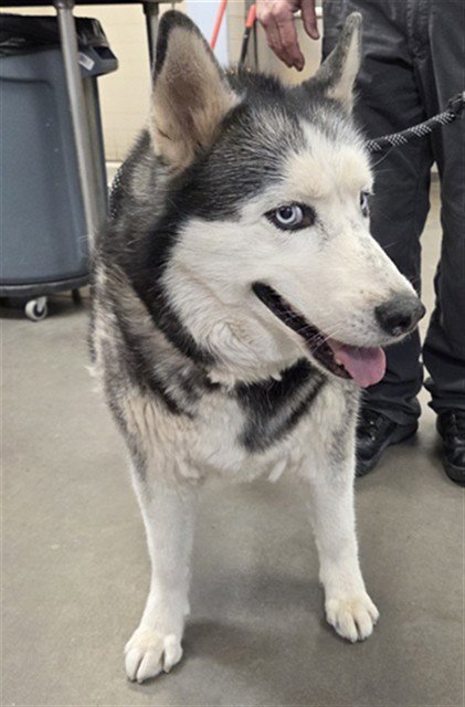 ZORO - Alaskan Malamute available for adoption