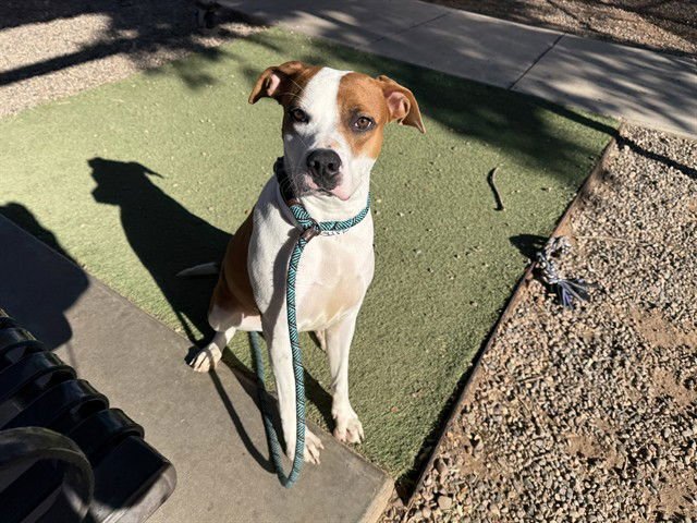 RAINBOW - Boxer / American Pit Bull Terrier available for adoption