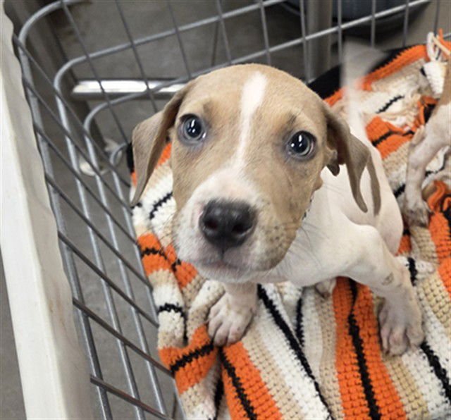 BEN - American Pit Bull Terrier available for adoption