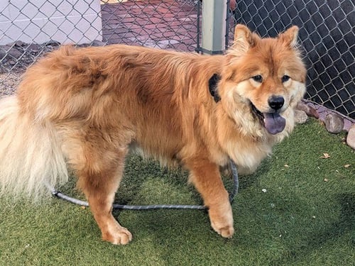 PIEROGI - Chow Chow available for adoption
