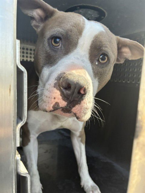 RHOADS - American Pit Bull Terrier available for adoption