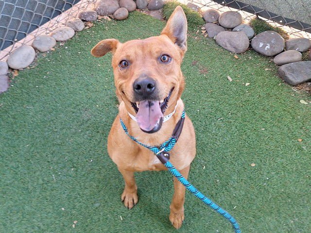 COOKIE - Parson Russell Terrier / Chihuahua available for adoption