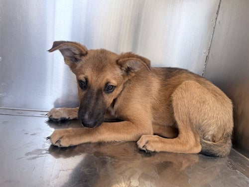 DORY - German Shepherd Dog / Australian Cattle Dog/Blue Heeler available for adoption