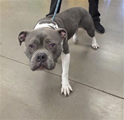 SASSY SASS - American Pit Bull Terrier available for adoption