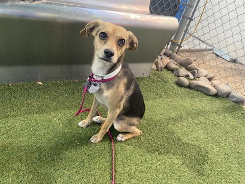 MIMOSAS - Chihuahua / Beagle available for adoption