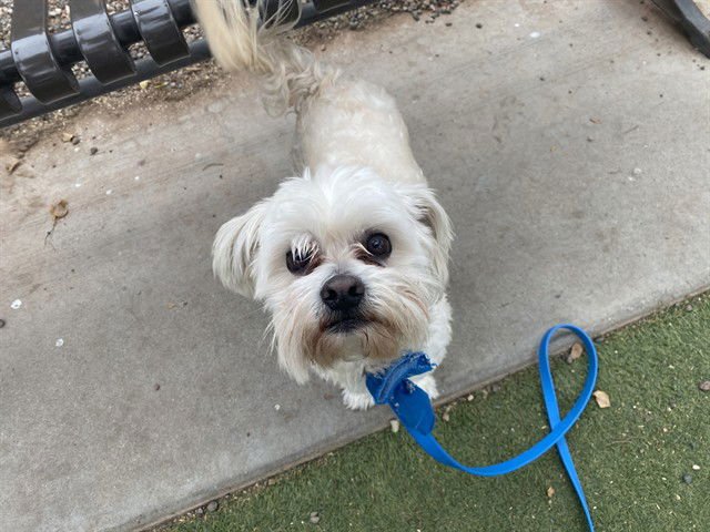BILLY GOAT - Shih Tzu available for adoption