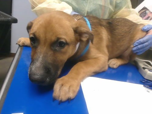 SIMON - Australian Cattle Dog/Blue Heeler available for adoption