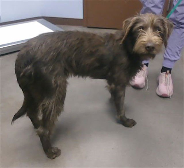 BABY ZOOM - Border Terrier available for adoption