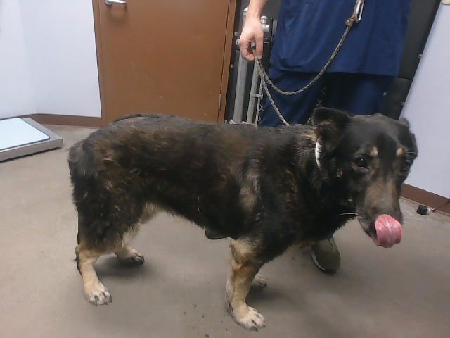 BAILEY - German Shepherd Dog available for adoption