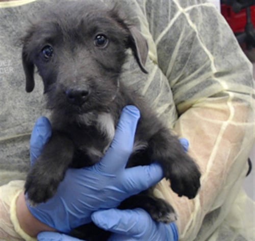 JOHNNY - Australian Cattle Dog/Blue Heeler available for adoption