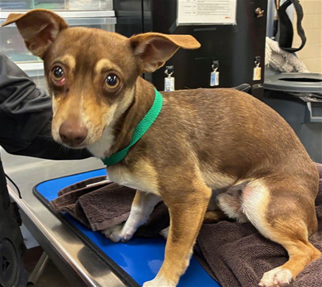 BIG RED - Chihuahua available for adoption