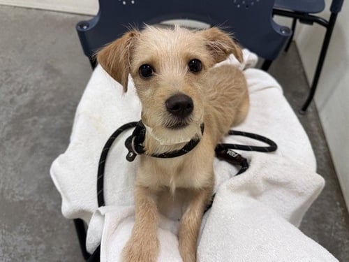SPRING ROLL - Border Terrier available for adoption