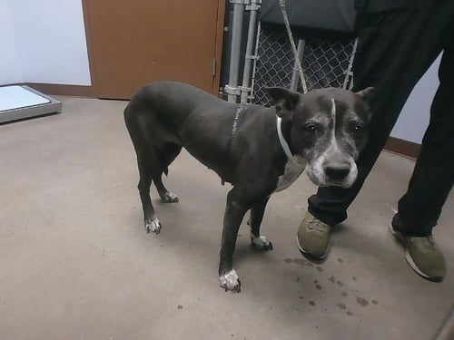 GRANNY SMITH - American Pit Bull Terrier available for adoption