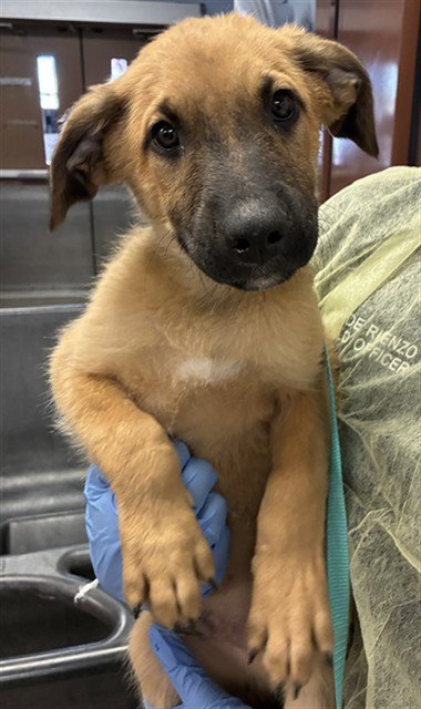 DONKEY - German Shepherd Dog available for adoption