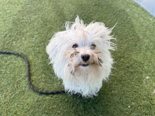 LENNOX - Maltese available for adoption