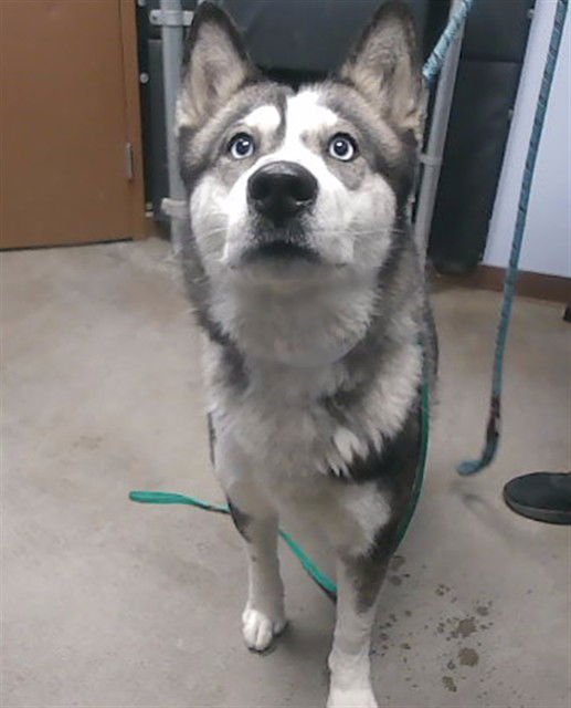 SAM - Husky available for adoption