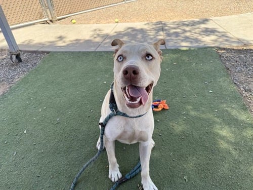 BLUE EYES - American Pit Bull Terrier available for adoption