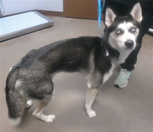 CUTIE PATOOTIE - Husky available for adoption