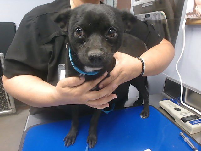 STACEY - Chihuahua available for adoption
