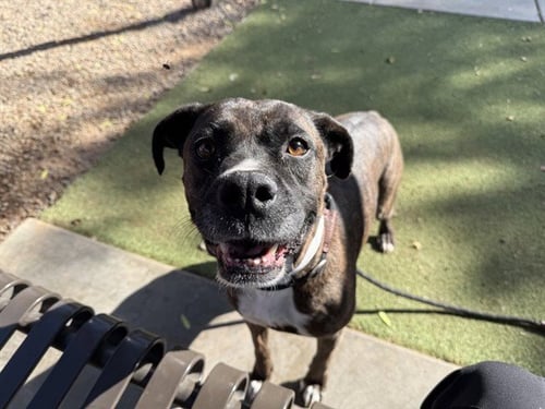 MAY - Boxer available for adoption