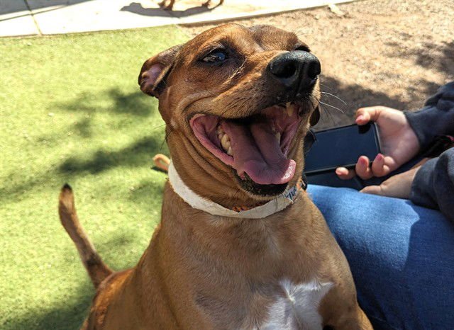 NEWT - Dachshund / Chihuahua available for adoption