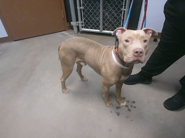 MARS - American Pit Bull Terrier available for adoption