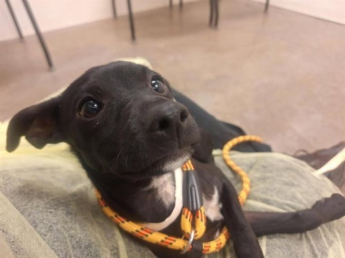 BABY BAT - Chihuahua available for adoption