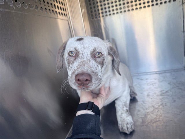 ZIPPY - Basset Hound / Pointer available for adoption