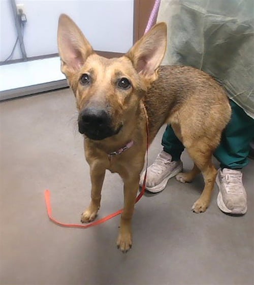 TAPIOCA - German Shepherd Dog available for adoption