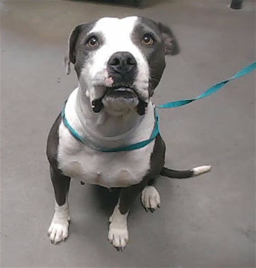 MAIZIE - American Pit Bull Terrier available for adoption