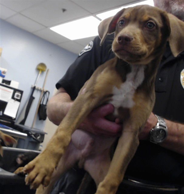 BUTTERSCOTCH - German Shepherd Dog / Labrador Retriever available for adoption