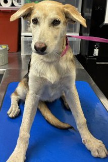 ATHENA - German Shepherd Dog available for adoption