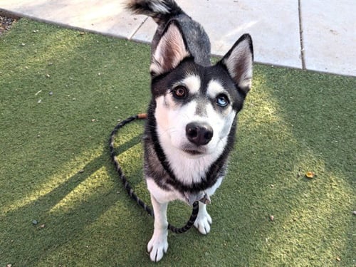 IGLOO - Siberian Husky available for adoption