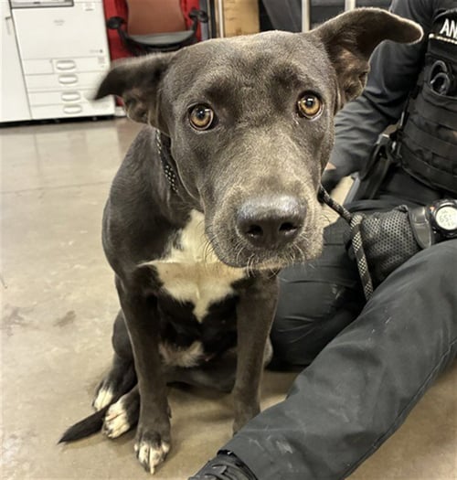 ALMA - Blue Lacy available for adoption