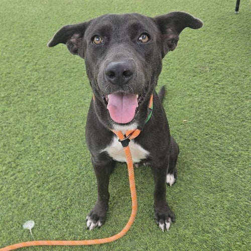 ALMA - Blue Lacy available for adoption