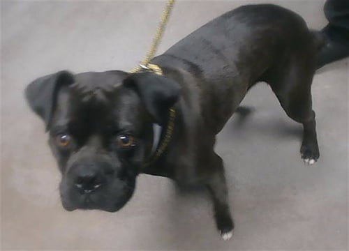 CHANCE - American Staffordshire Terrier / Boxer available for adoption