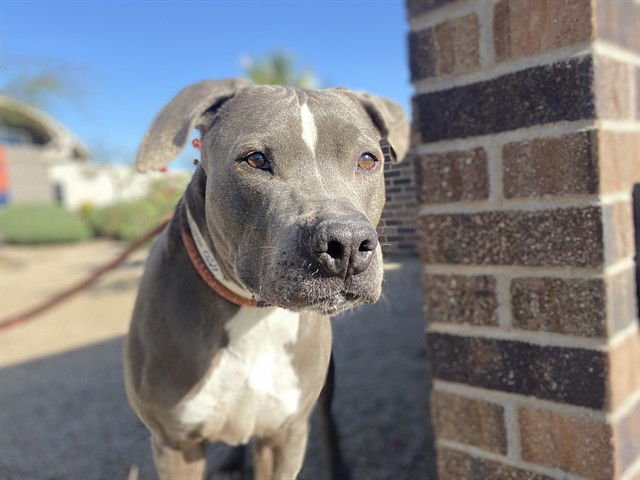 BUDDY - American Pit Bull Terrier available for adoption