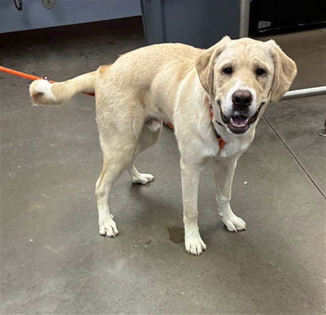 TROOPER - Labrador Retriever / German Shepherd Dog available for adoption