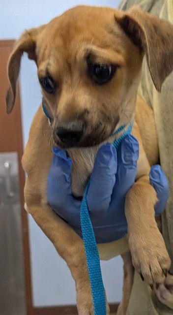 BAGEL - Chihuahua available for adoption