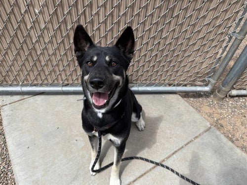PIXIE - German Shepherd Dog available for adoption