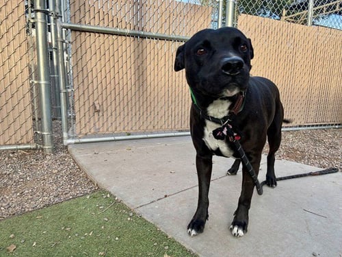 MOO - American Pit Bull Terrier available for adoption