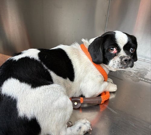 CHEESECAKE - Chihuahua / Pug available for adoption