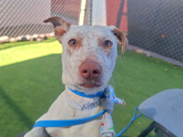 STARDUST - Australian Kelpie available for adoption