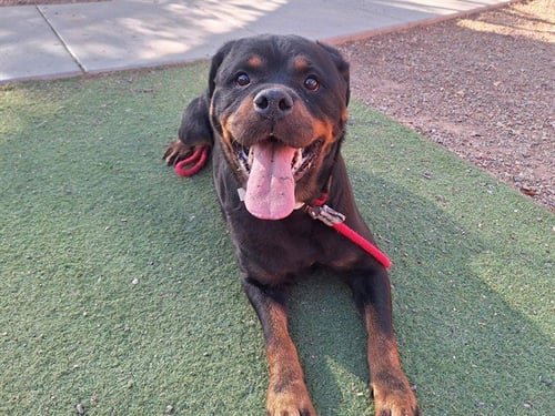 NESSIE - Rottweiler available for adoption